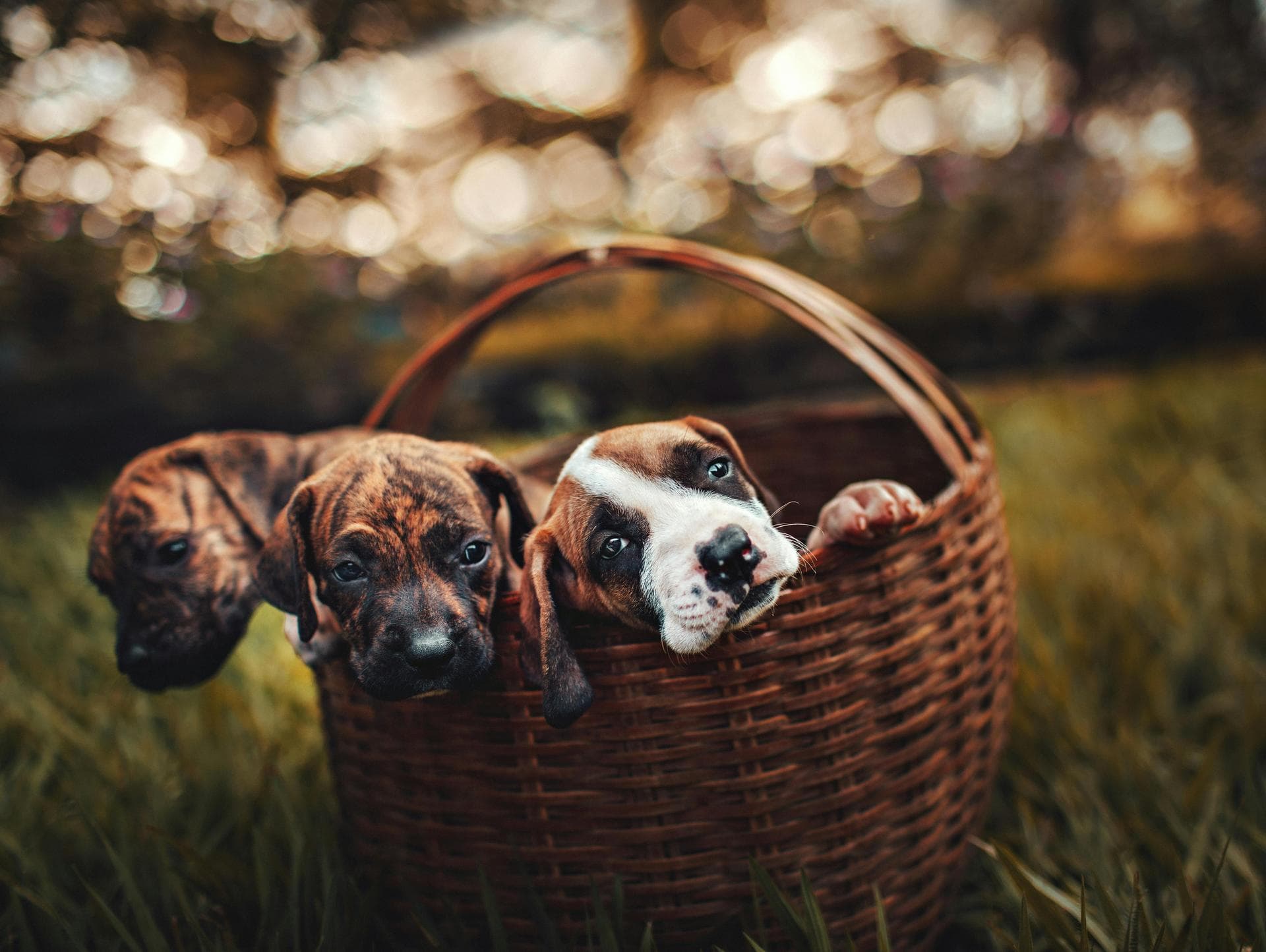 Pet Microchipping Prices in Salford
