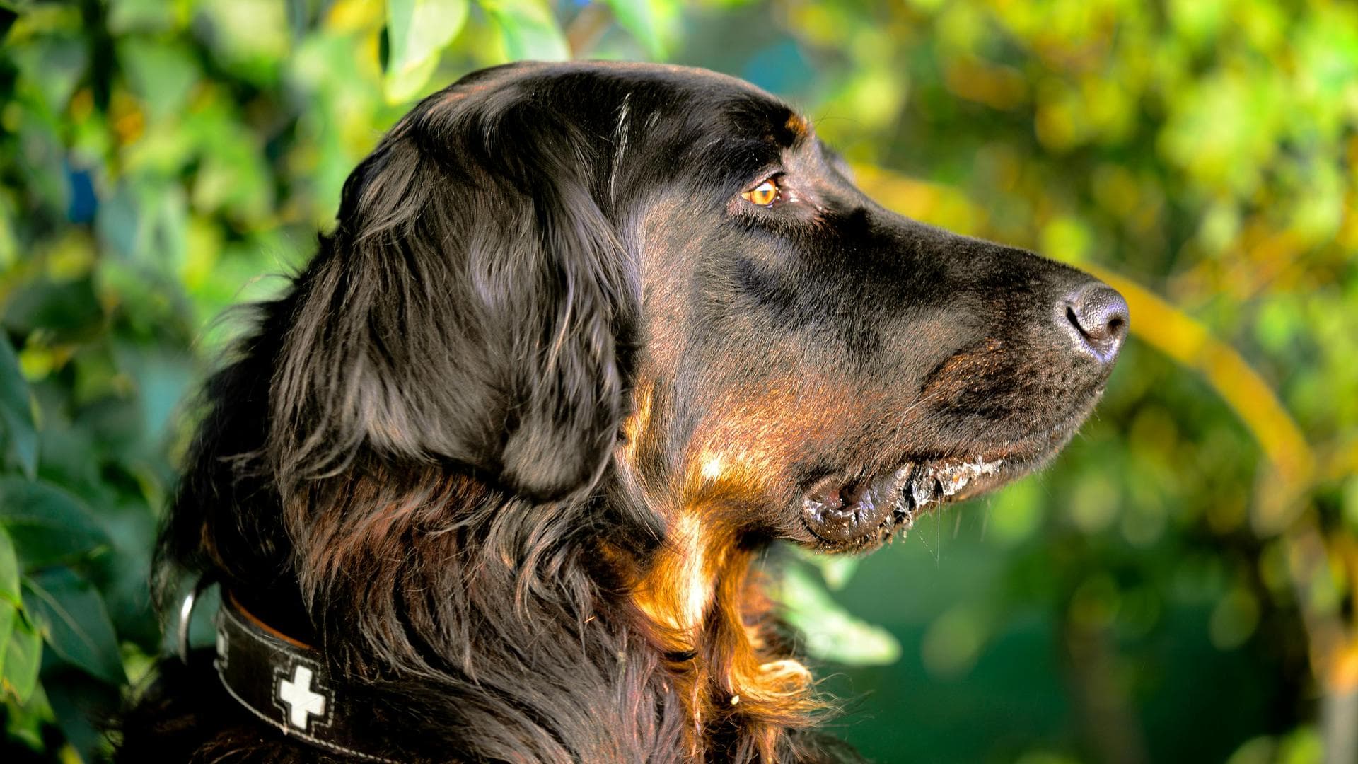 Dog & Cat Vets in Salford