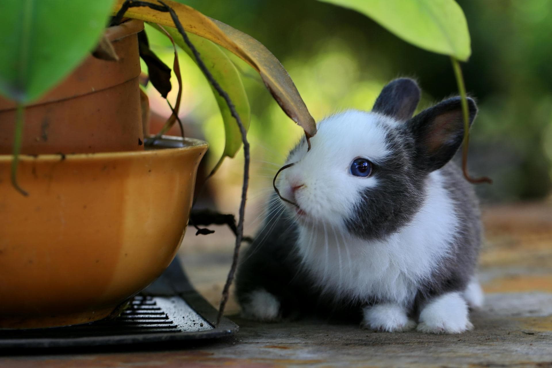 Rabbit Spay Castrate Neutering Prices in Salford