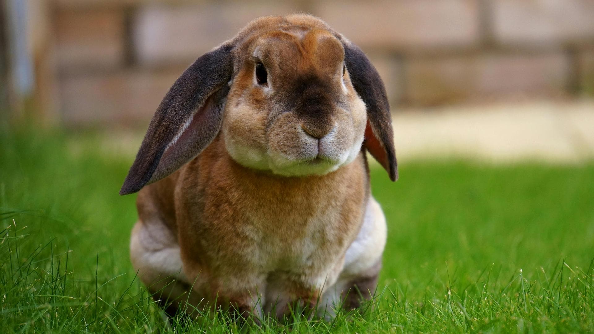 Rabbit Spay Castrate Neutering Prices in Salford