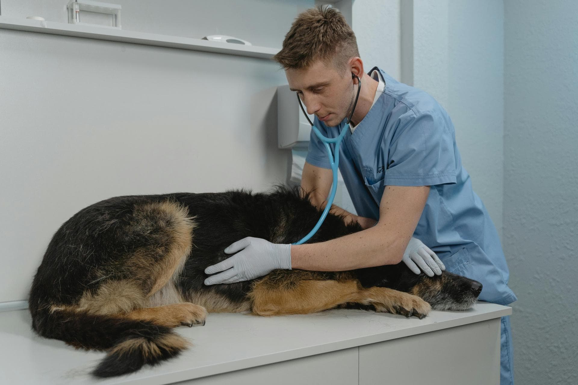 Vet Prescription Prices in Salford