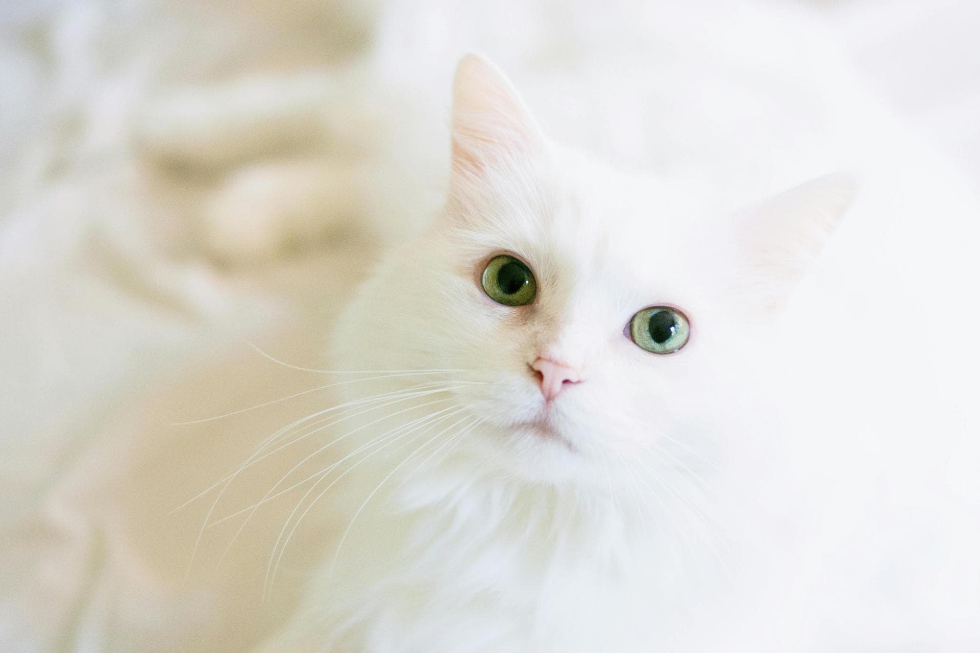 Cat Spaying Prices in Salford
